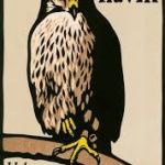 De H is van havik