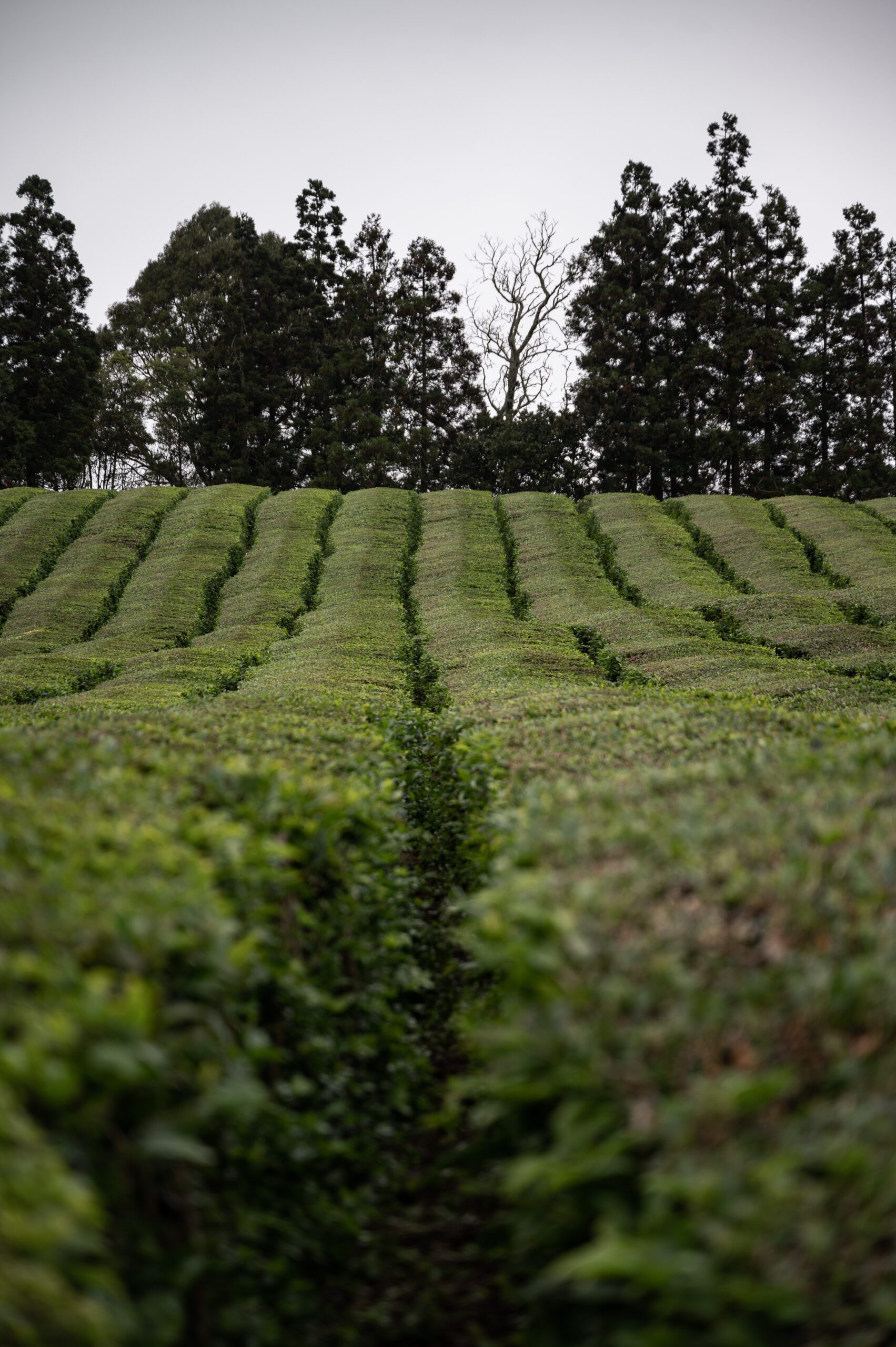 azory - sao miguel - Gorreana Tea Factor