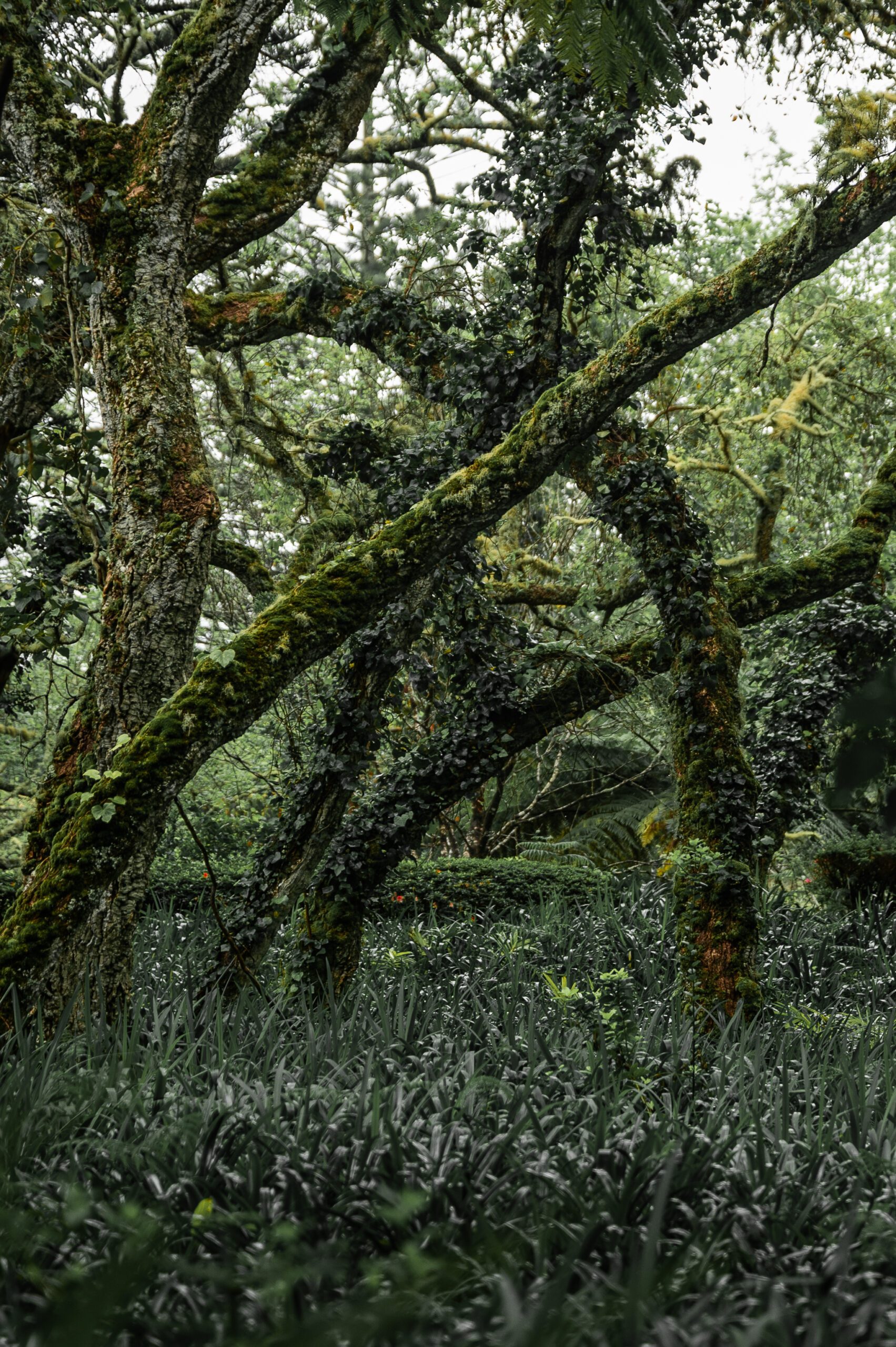 azory - sao miguel - Parque Terra Nostra