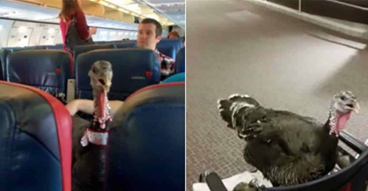 9 of the most unusual service animals