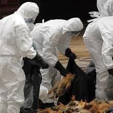 Grippe aviaire : un foyer de la maladie repéré près de Lomé