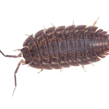 Ne Craignez Plus Les Cochons De Cave Soliverdi Espace Vert