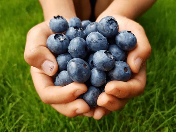 Blueberries Boost Brain Health and Vision 2