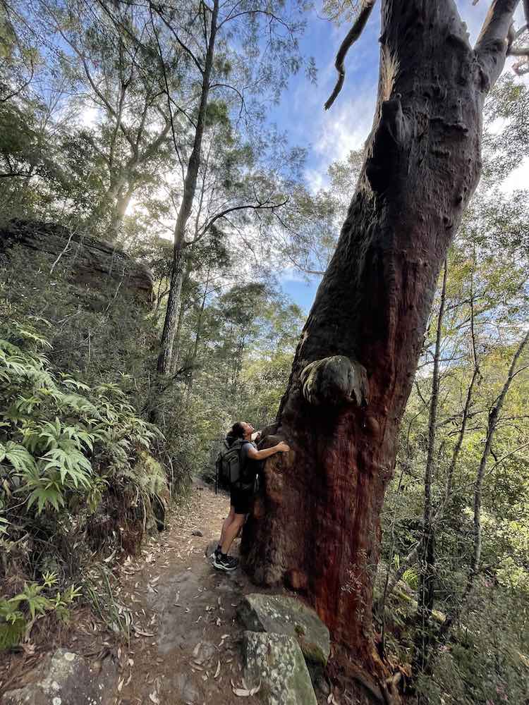 Elixir Journeys Remedy walk