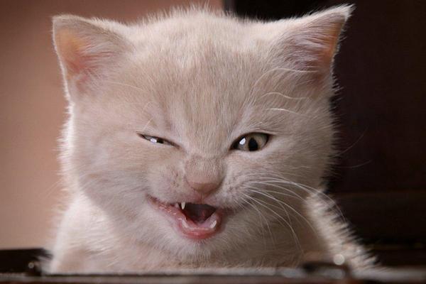 Tips para bañar a tu gato