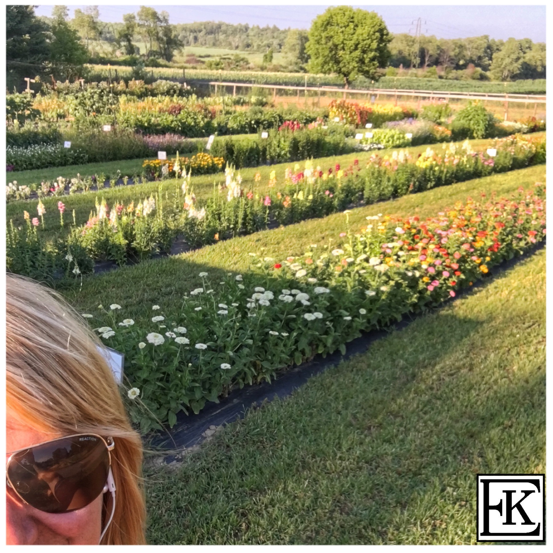 Ellen Flower Field