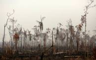 Amazonas