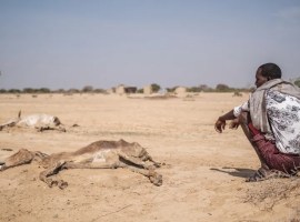 Sequía en Africa