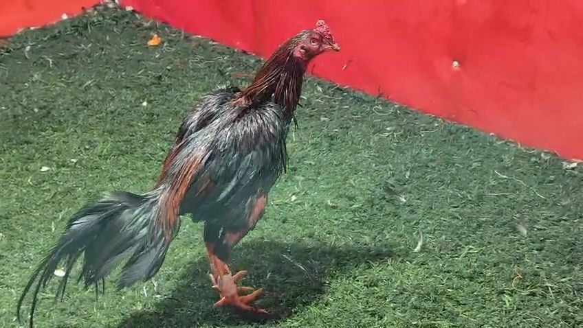 Rescatan 111 gallos en riñas clandestinas