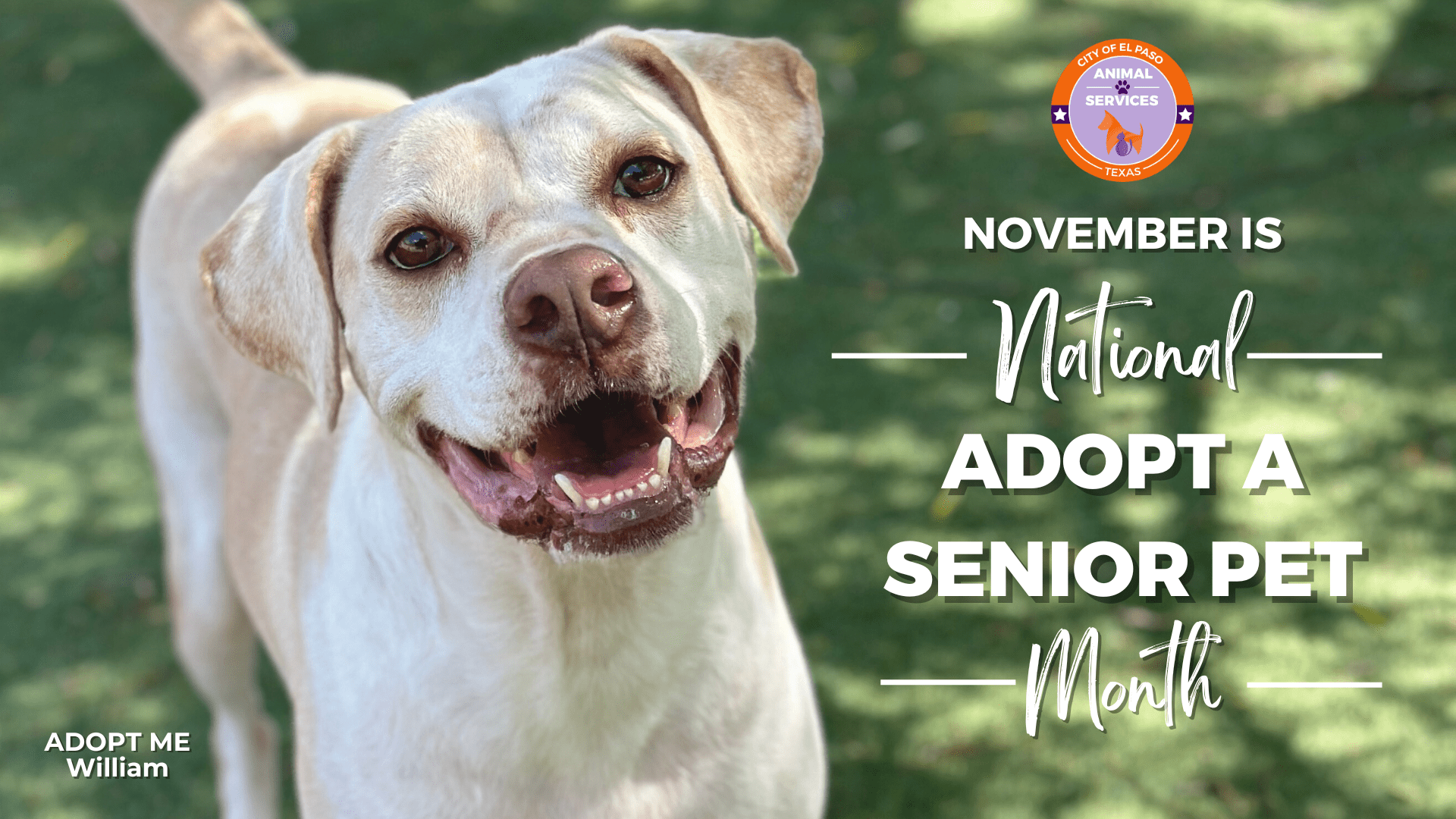 El paso animal services