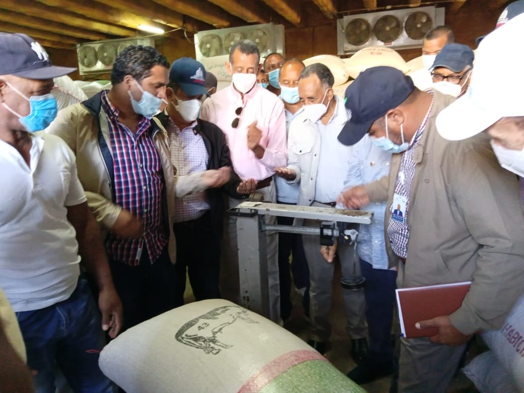 Agricultura compra 30 mil quintales semillas de habichuelas a productores de San Juan; inicia programa multiplicación