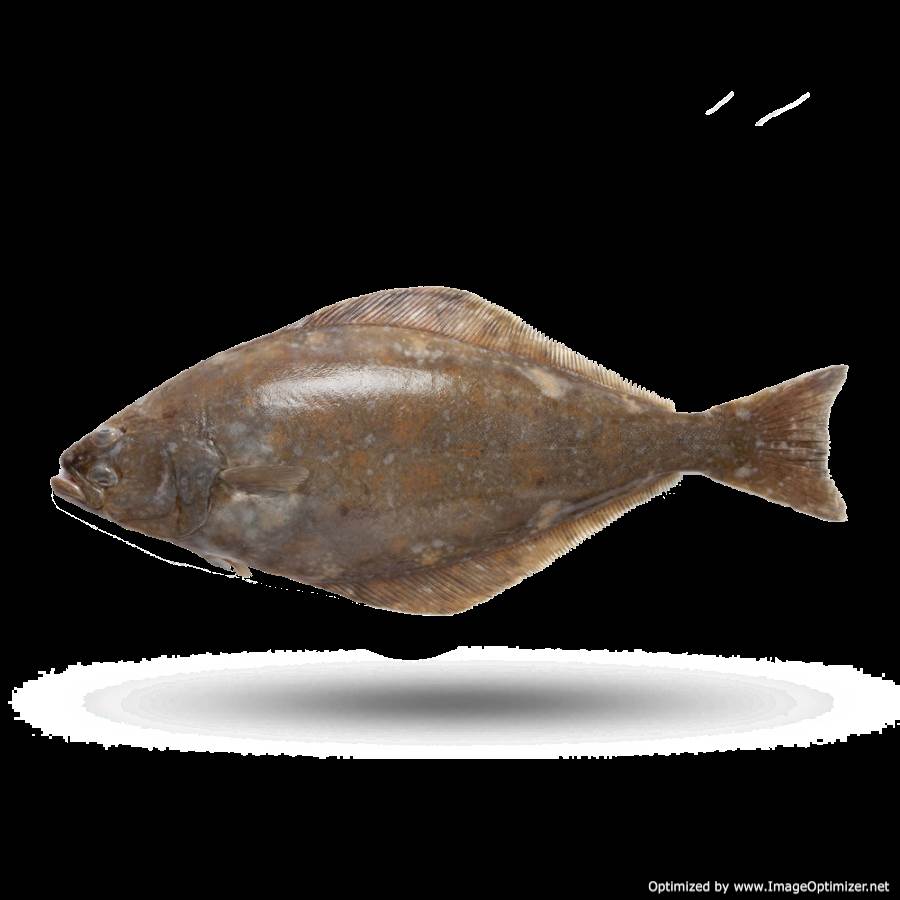 Halibut