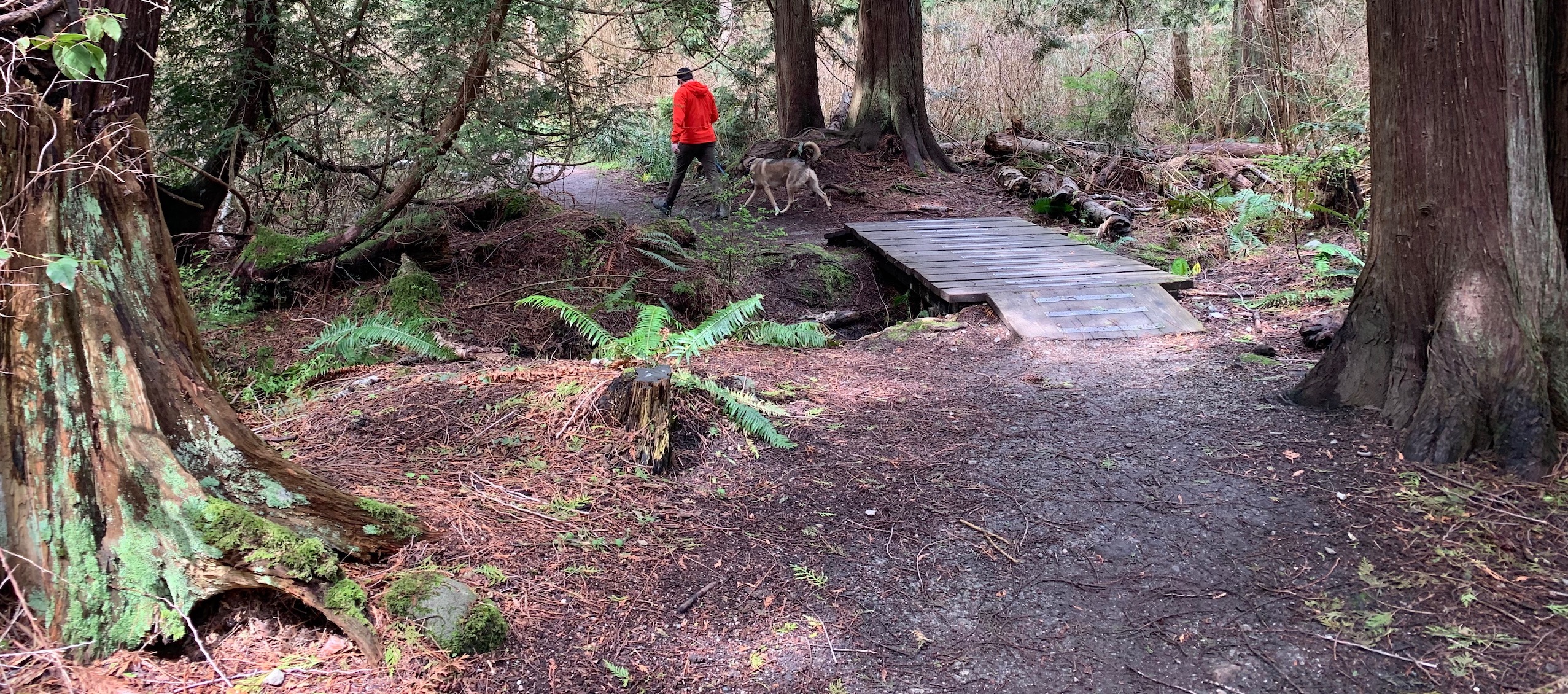 A man walking a dog on a trail through the forest