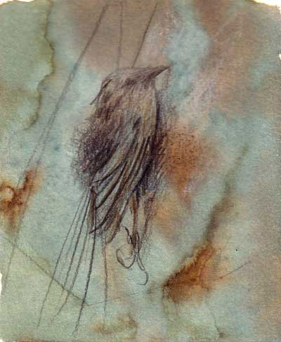 Study of bird.