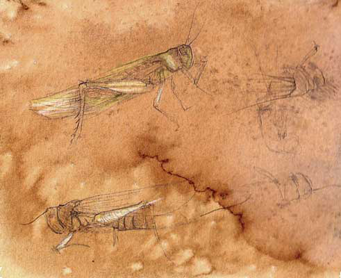 Study of grasshopper.