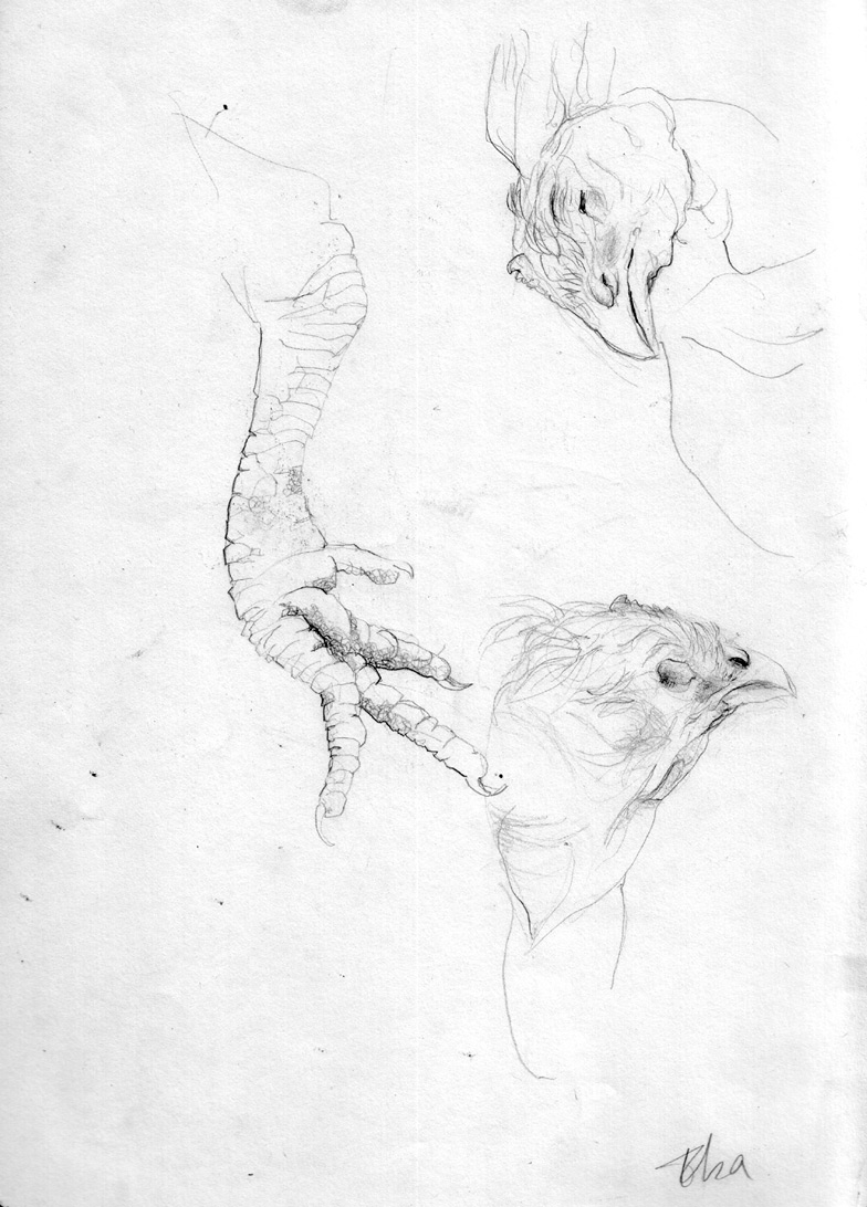 Chicken study.