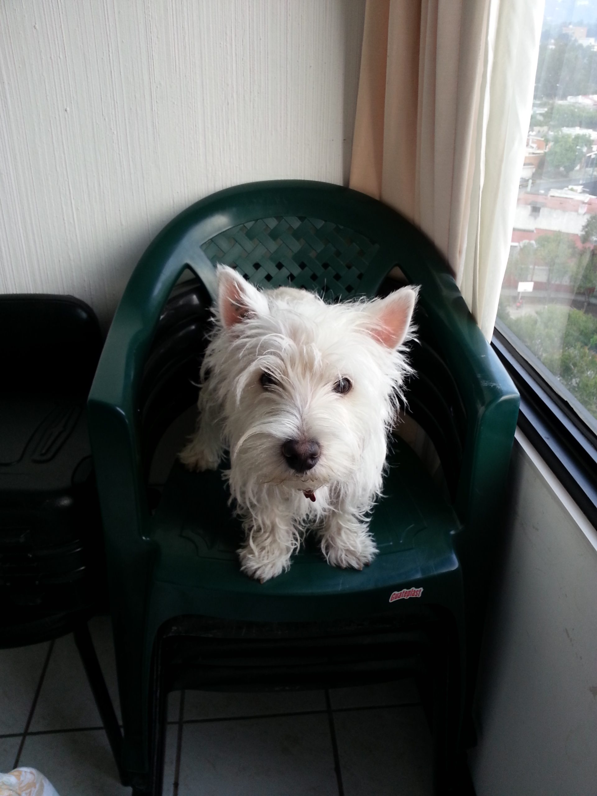 Adiós Rocky gracias por todo