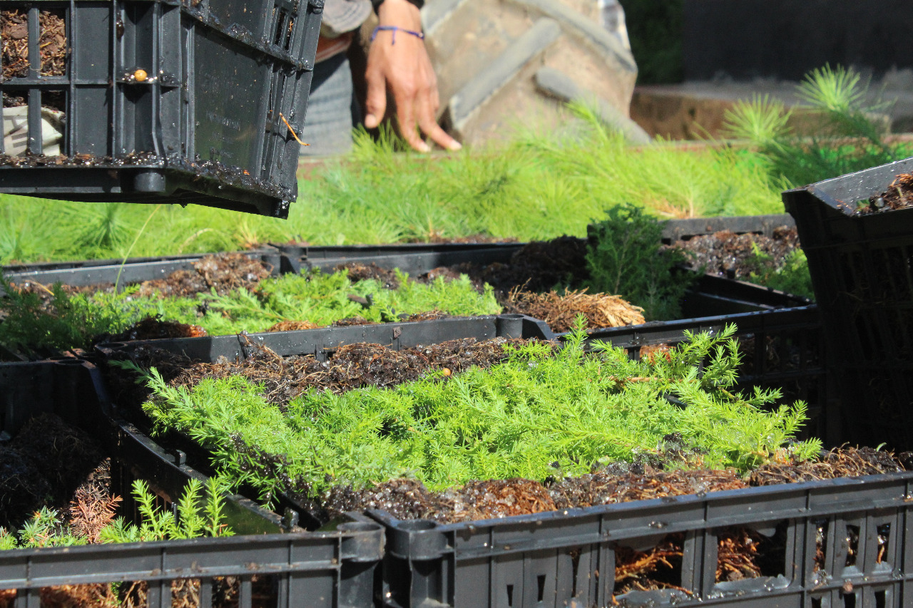 , APEAJAL dona pinos y cedros a productores