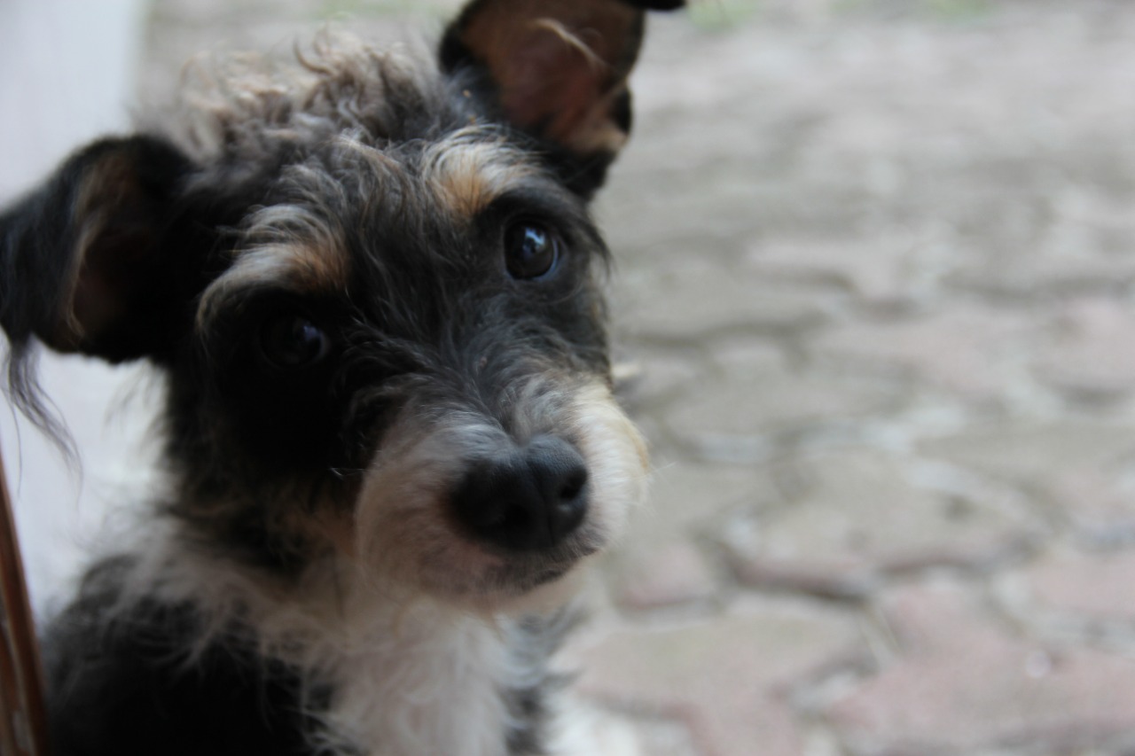 , Iniciarán con registro de mascotas en Ciudad Guzmán para identificar a dueños irresponsables