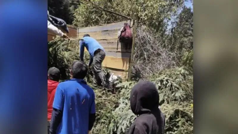 , Costumbres atentan contra oyamel endémico del Nevado de Colima