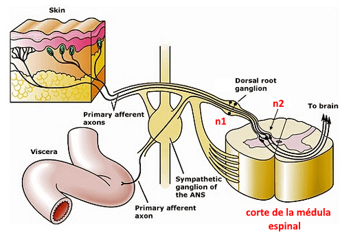 Resultado de imagen para Receptores térmicos y su excitación