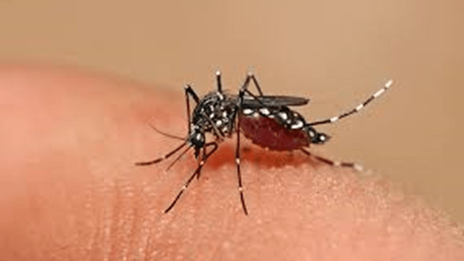 DENGUE