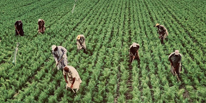 TRABAJADORES RURALES