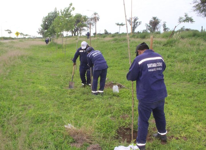 MUNI PLANTACIONES ARBOLES