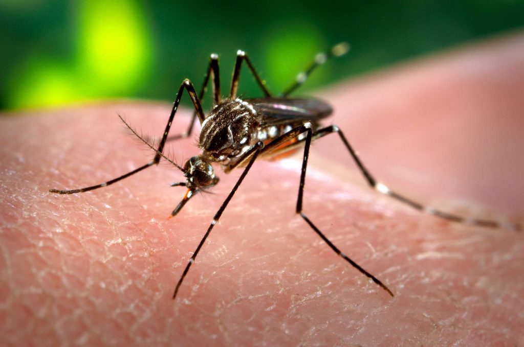 mosquito dengue