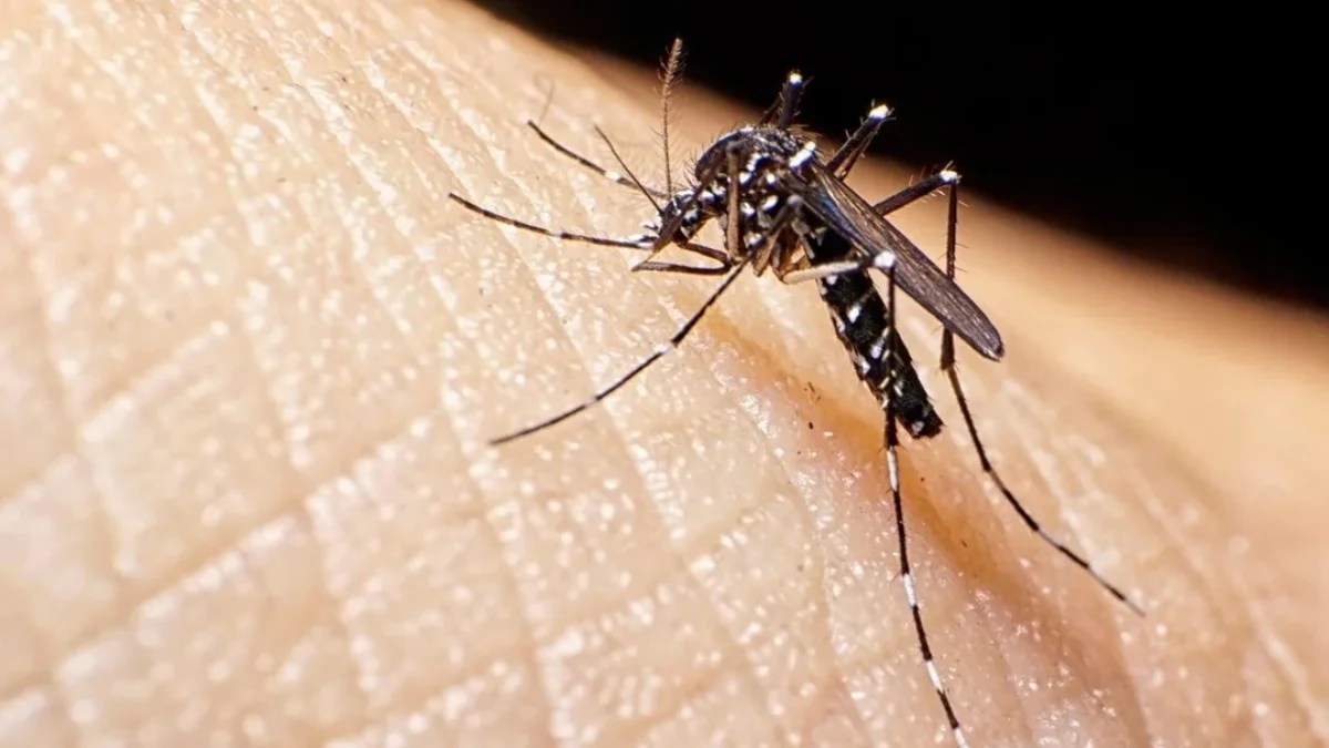 dengue-1