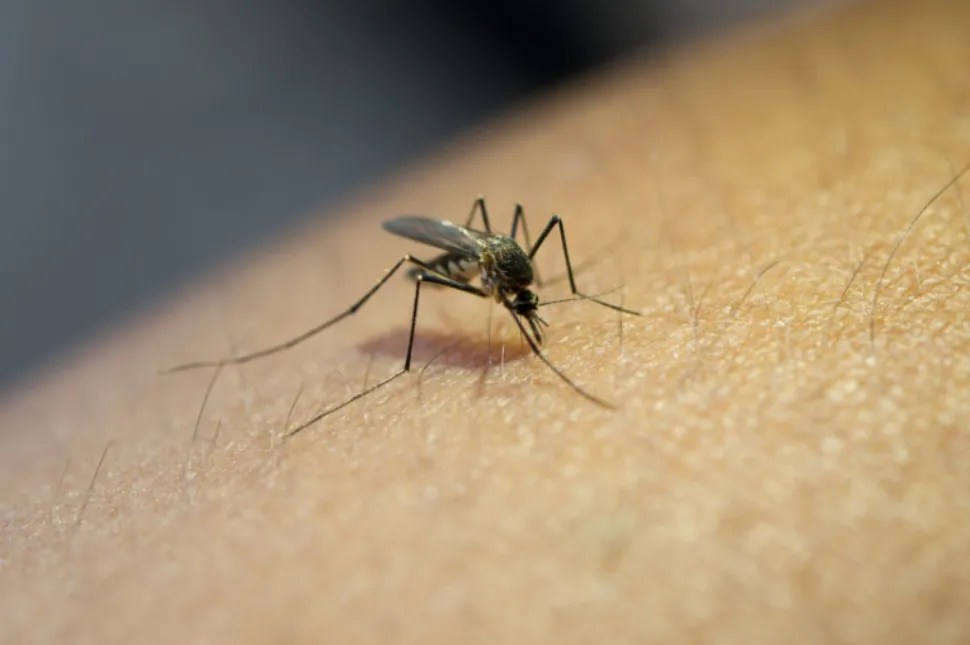 DENGUE