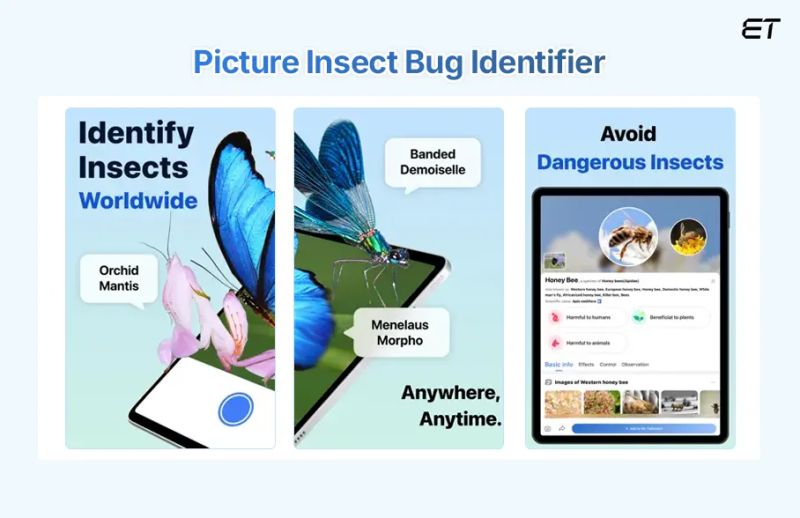 Bug Identifier Alternatives And Similar Apps Services Alternativeto - Minimal Wallpapers - Artistic HD Collection