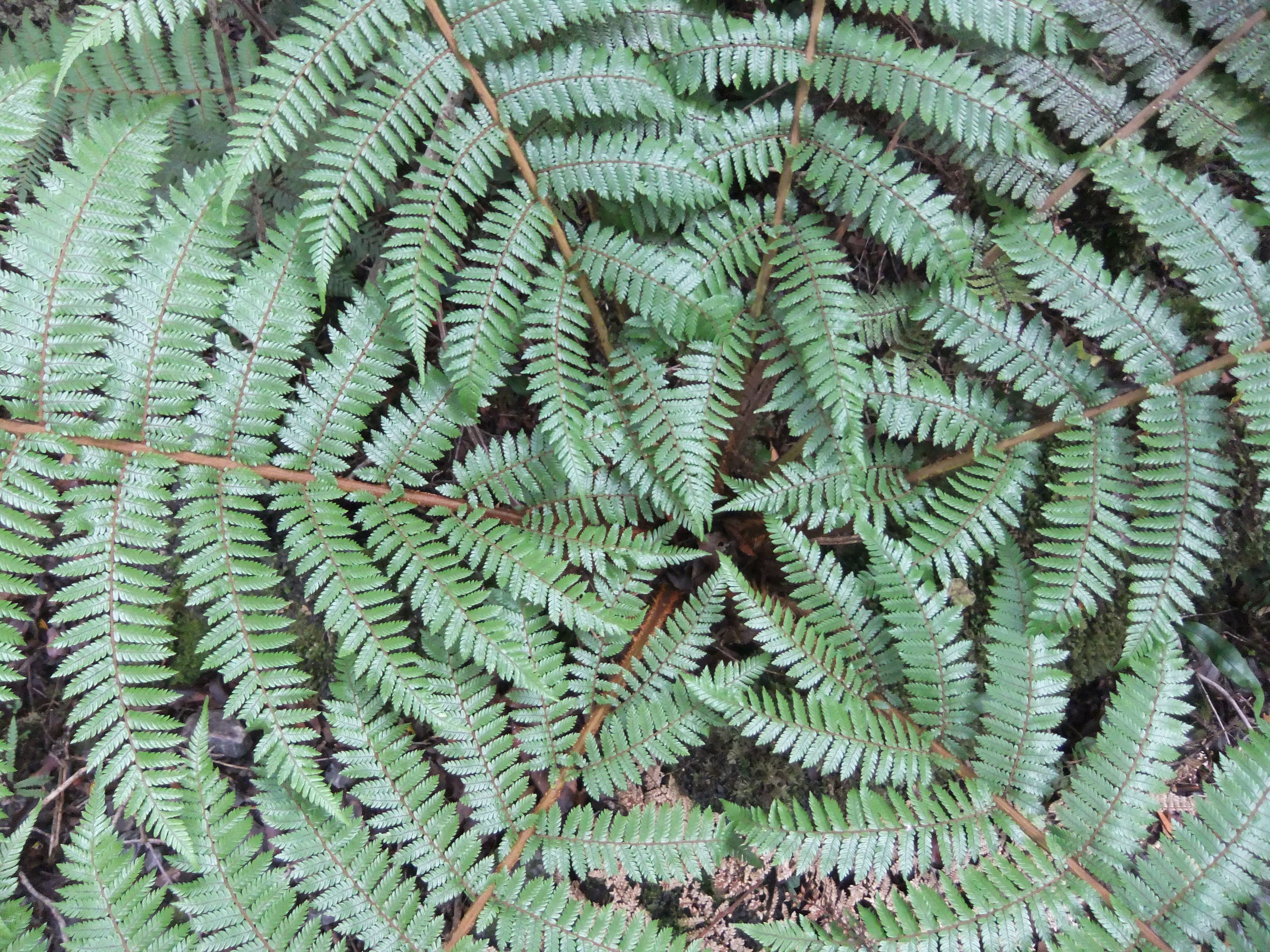DSCF1895