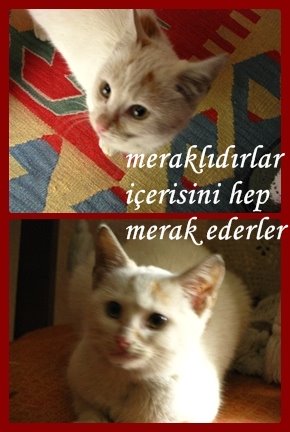 Masum Kedi