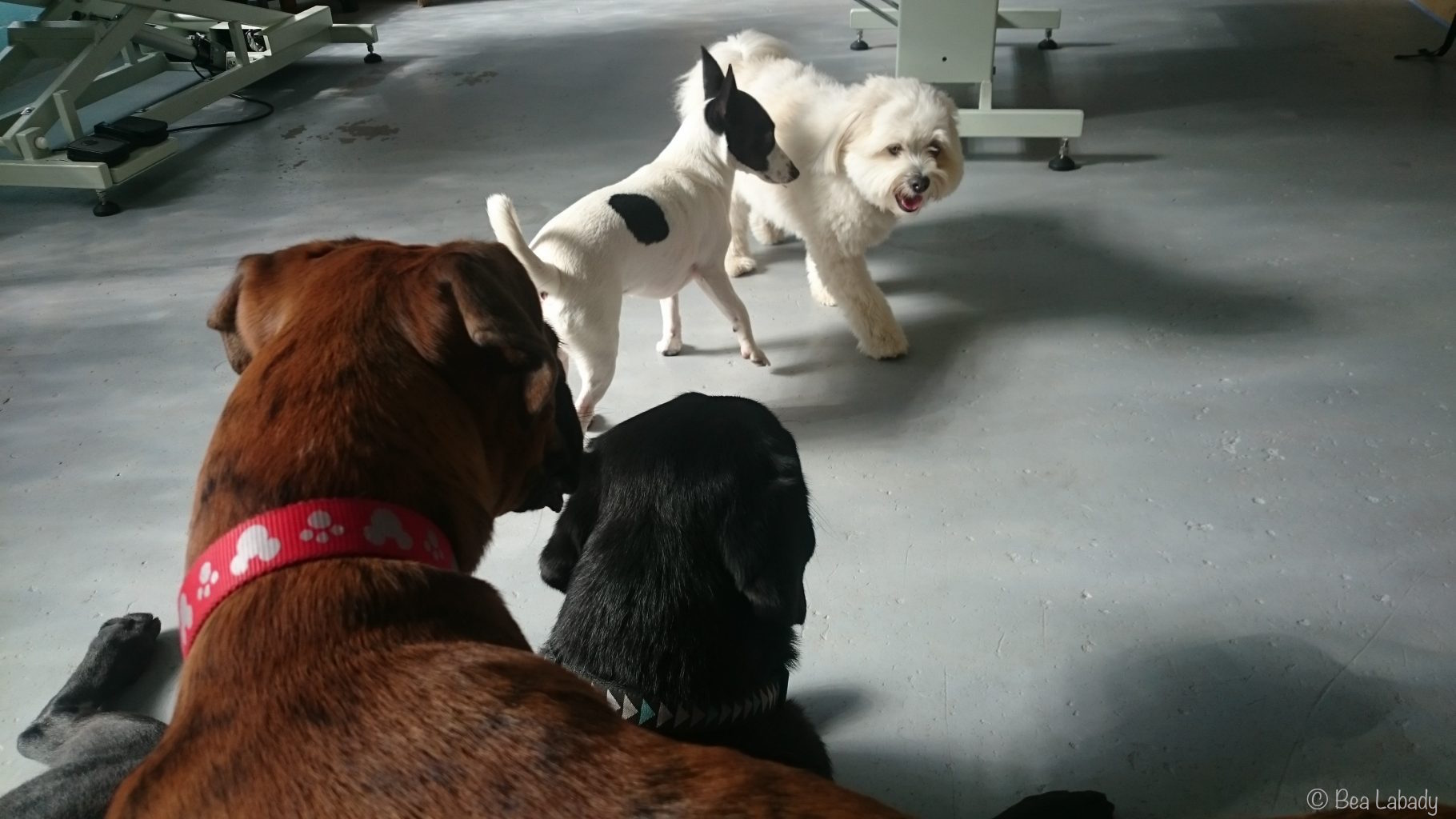 doggie daycare