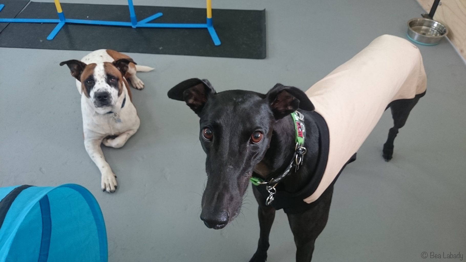 rescue pups