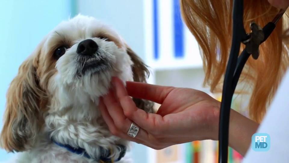 What Plugins are Safe for Dogs: Ultimate Guide