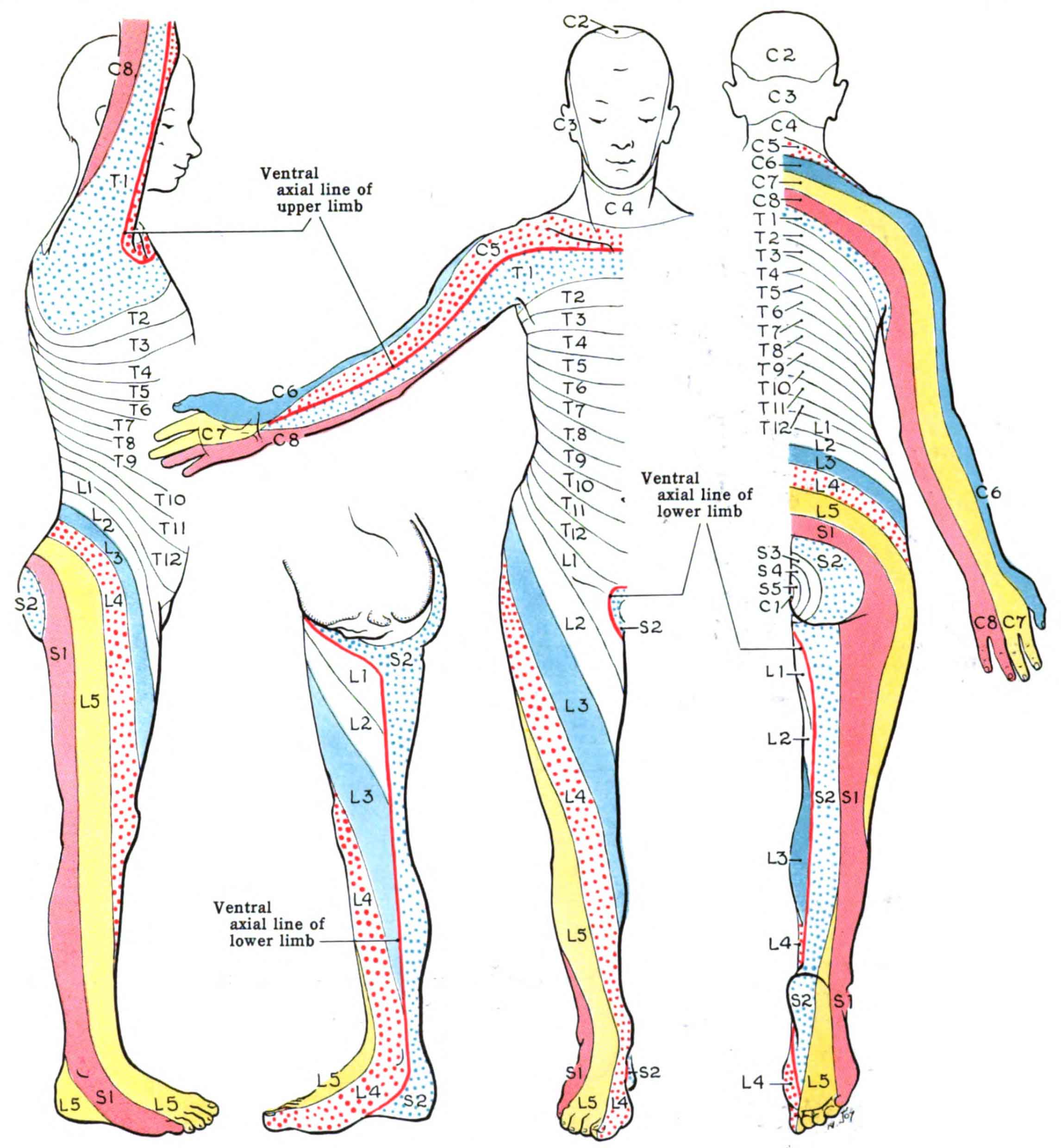 Spinal Cord - EMCrit Project