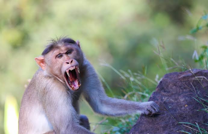 Monkeys rescue 6-yr-old girl from rapist