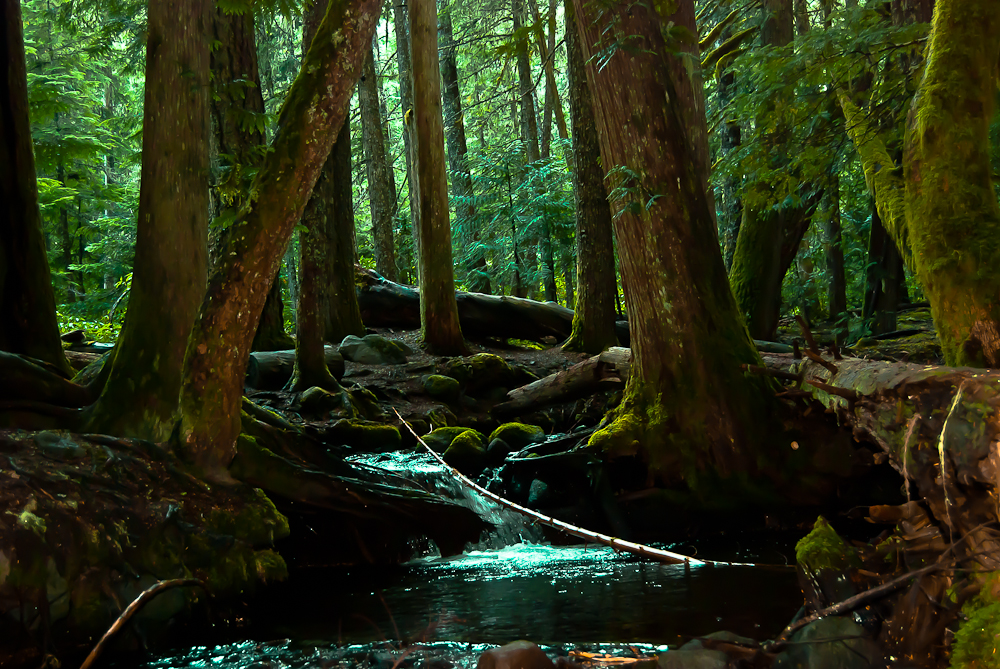 Vince Ferguson - Ramona Creek Meanders Through the Forest, Photogeraph