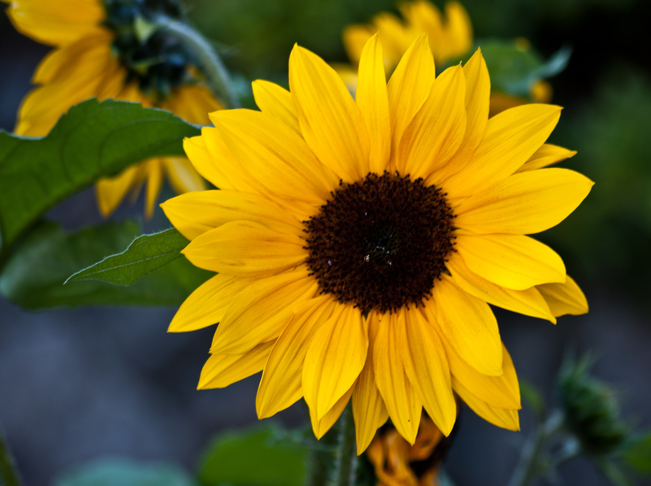 Vince Ferguson - Sunflower - Digital Image