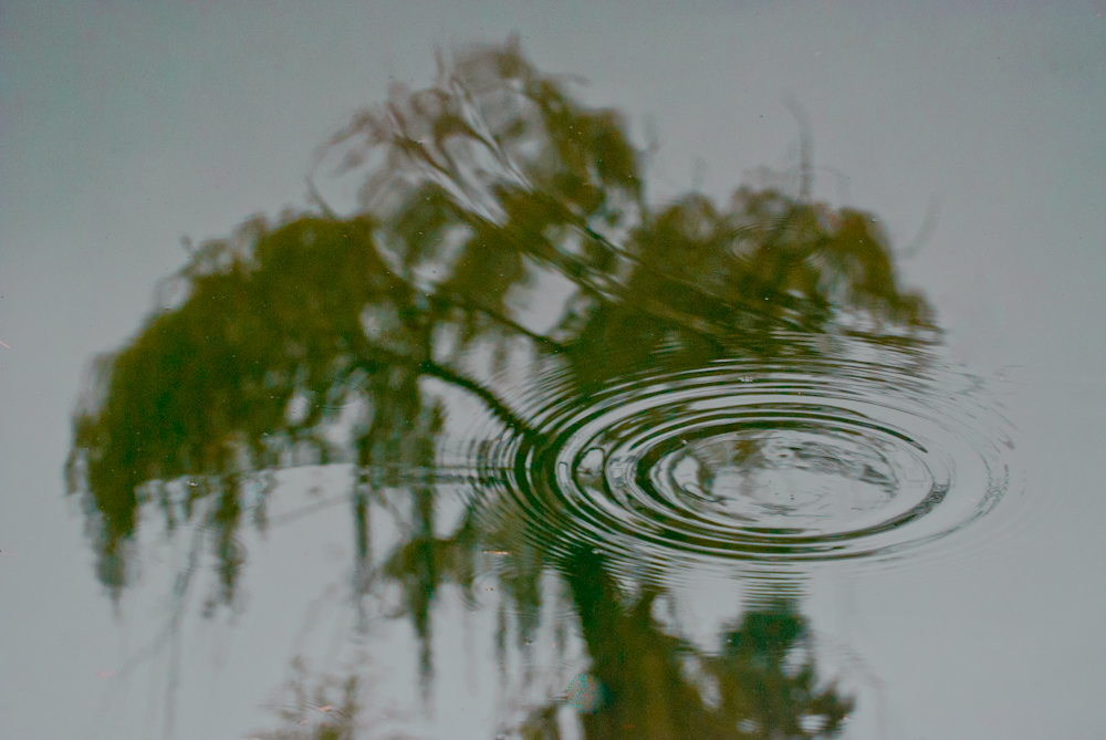 Vince Ferguson - Reflected Tree - Digital Image