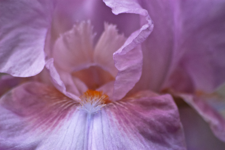 Vince Ferguson - Iris Macro - Digital Image