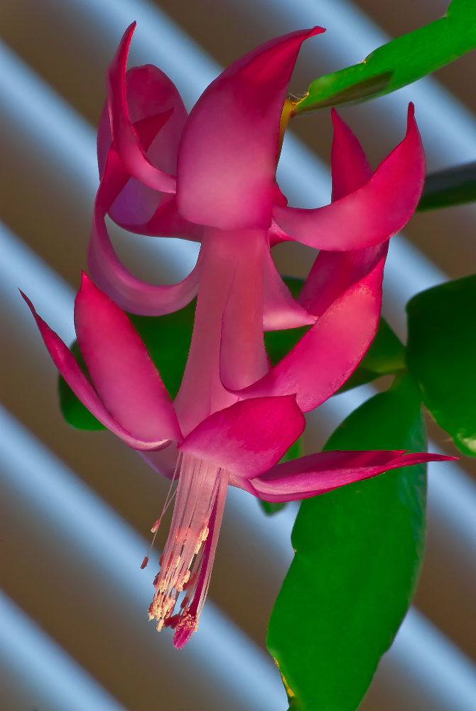 Vince Ferguson - Winter Cactus - Digital Image