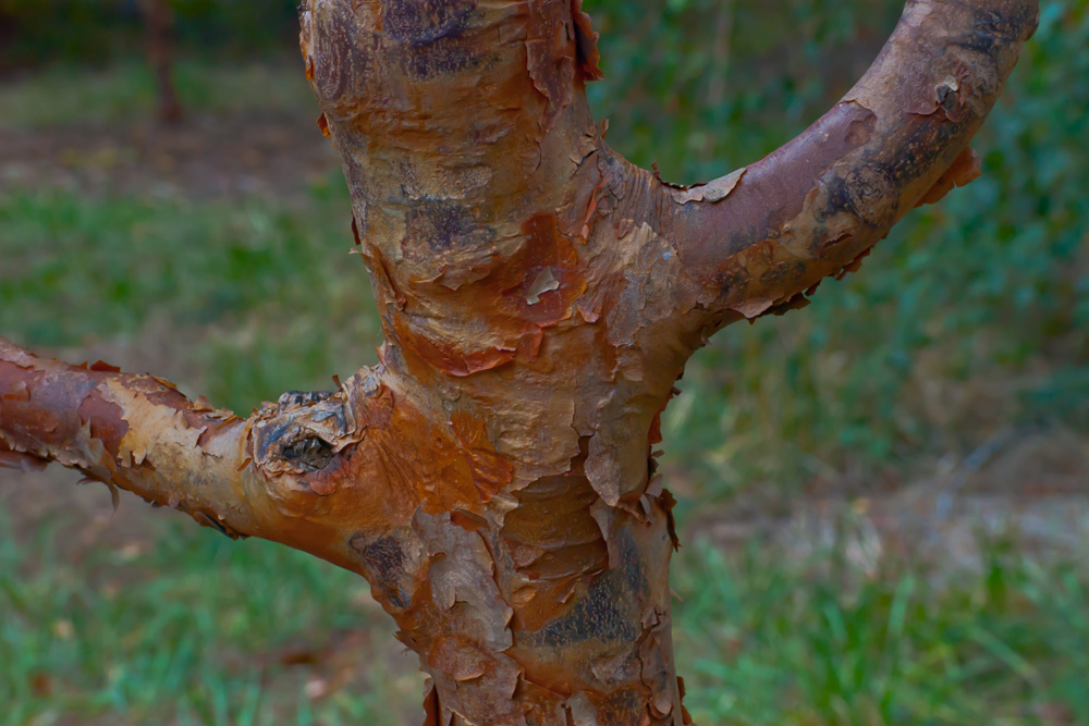 C. Vincent Ferguson - Paperbark Maple Tree - Digital Image