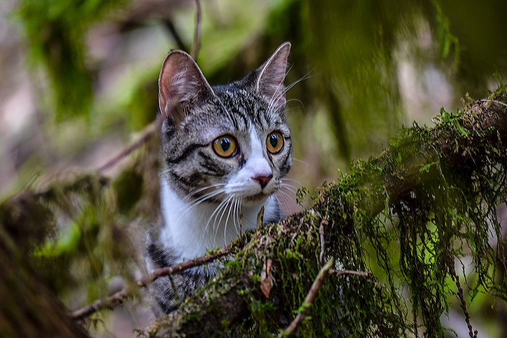 C. Vincent Ferguson - Cleopatra 01 - Digital Image