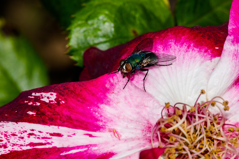 C Vincent Ferguson - Rose Fly - Digital Image