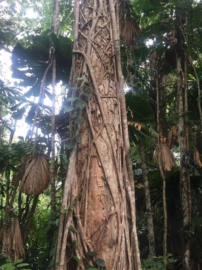 Rainforest tree