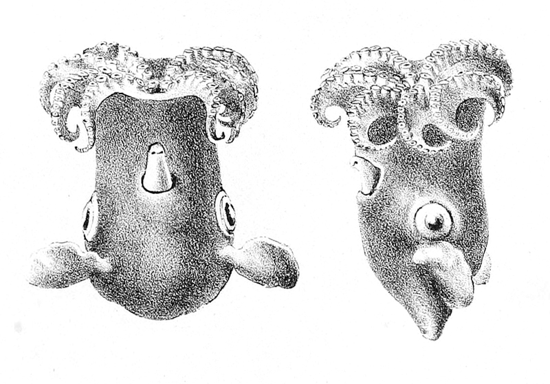 Grimpoteuthis_meangensis