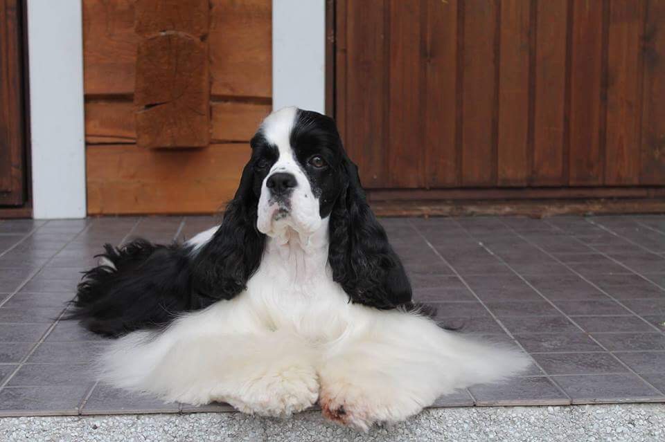 Four Seasons Hunique Abracadabra - Noppa